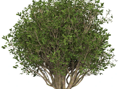 Game Ready Plant Bush 04 3D Model