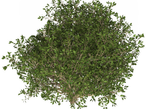 Game Ready Plant Bush 04 3D Model