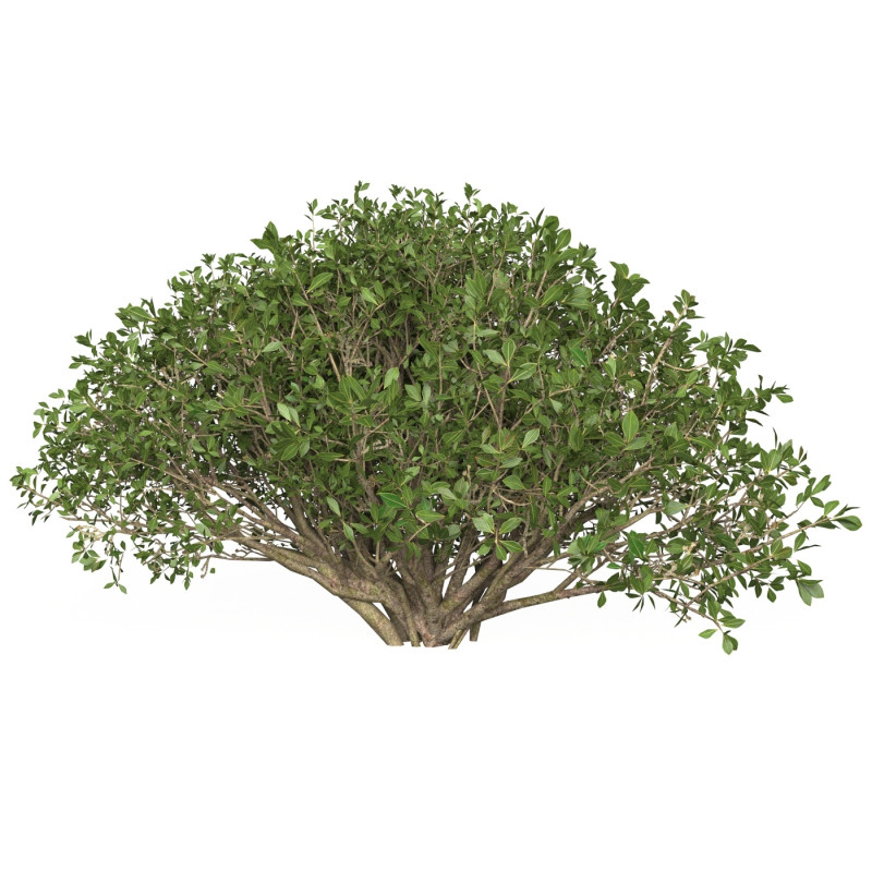 Game Ready Plant Bush 05 Modello 3D .c4d .max .obj .3ds .fbx .stl .blend 
