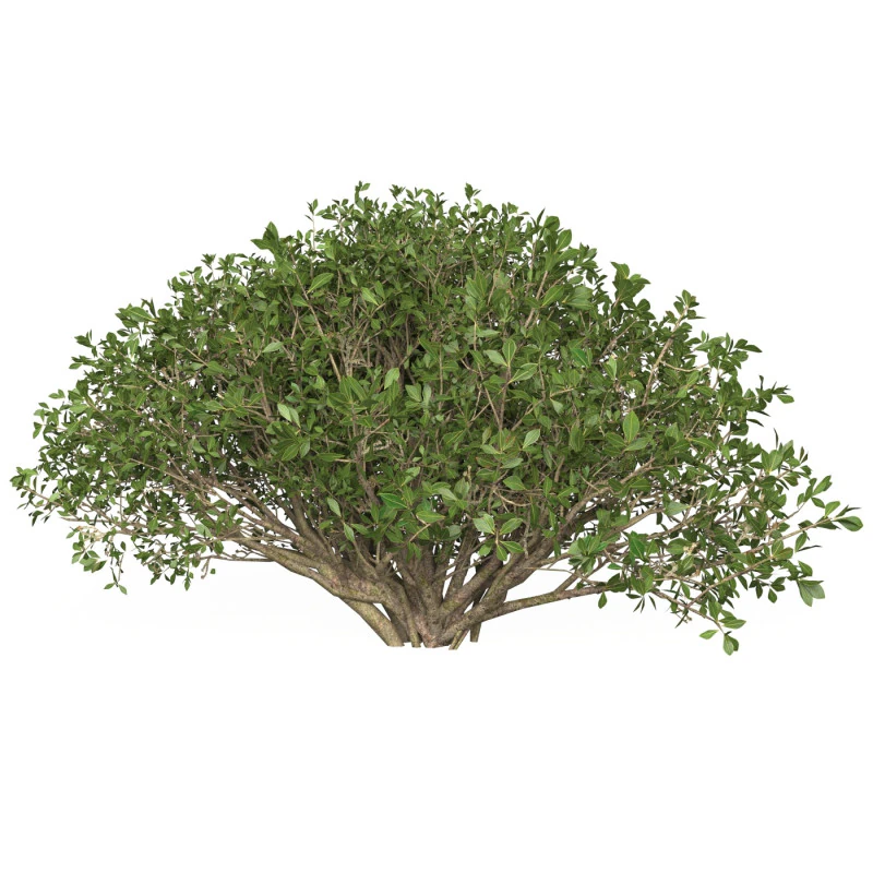 Game Ready Plant Bush 05 3D Model .c4d .max .obj .3ds .fbx .stl .blend 