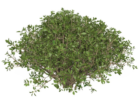 Game Ready Plant Bush 05 Modello 3D