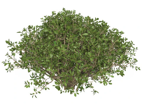 Game Ready Plant Bush 05 3D Model