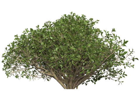 Game Ready Plant Bush 05 Modello 3D
