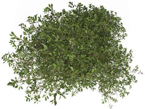 Game Ready Plant Bush 05 Modello 3D