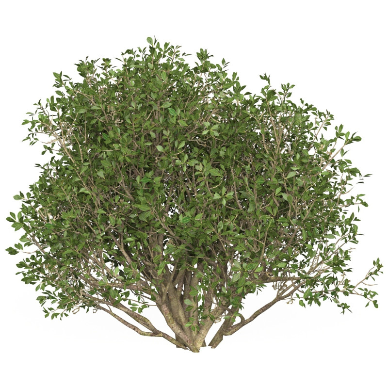 Game Ready Plant Bush 06 Modelo 3D .c4d .max .obj .3ds .fbx .stl .blend 