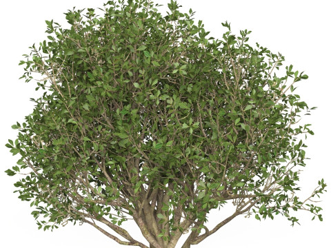 Game Ready Plant Bush 06 3D Model