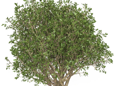 Game Ready Plant Bush 06 Modelo 3D