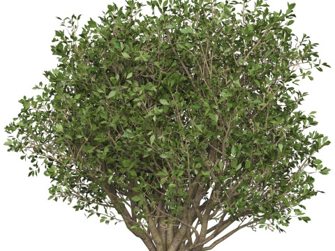 Game Ready Plant Bush 06 Modelo 3D