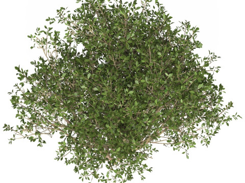 Game Ready Plant Bush 06 Modelo 3D