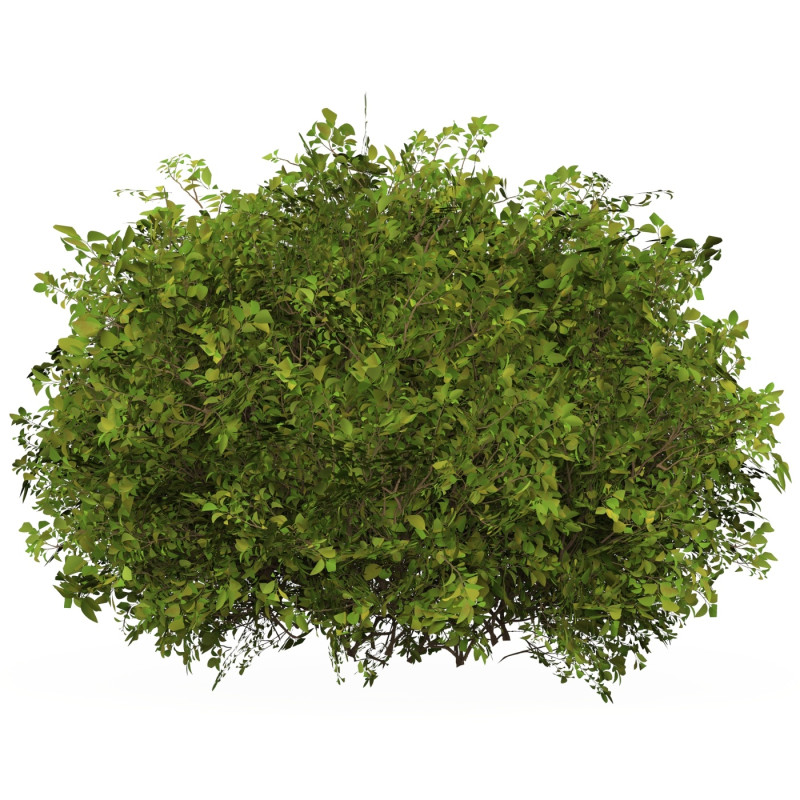 Game Ready Plant Bush 07 3D Model .c4d .max .obj .3ds .fbx .stl .blend 