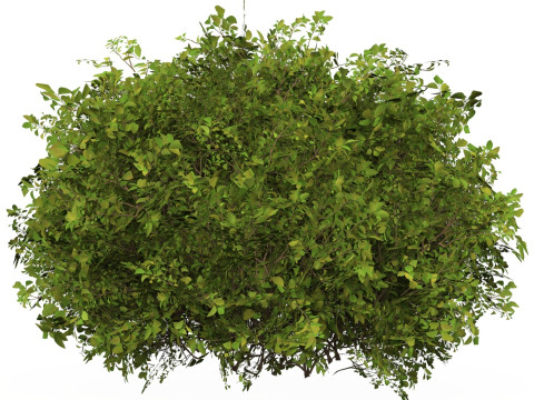 Game Ready Plant Bush 07 3D Model