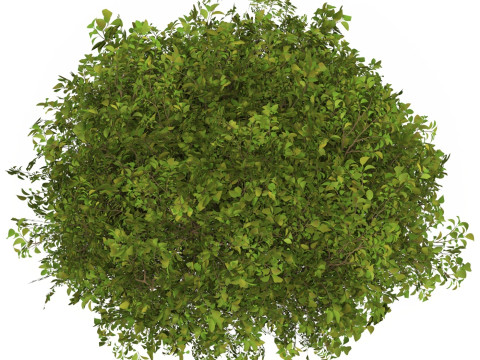 Game Ready Plant Bush 07 3D Model