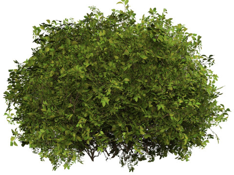 Game Ready Plant Bush 07 3D Model