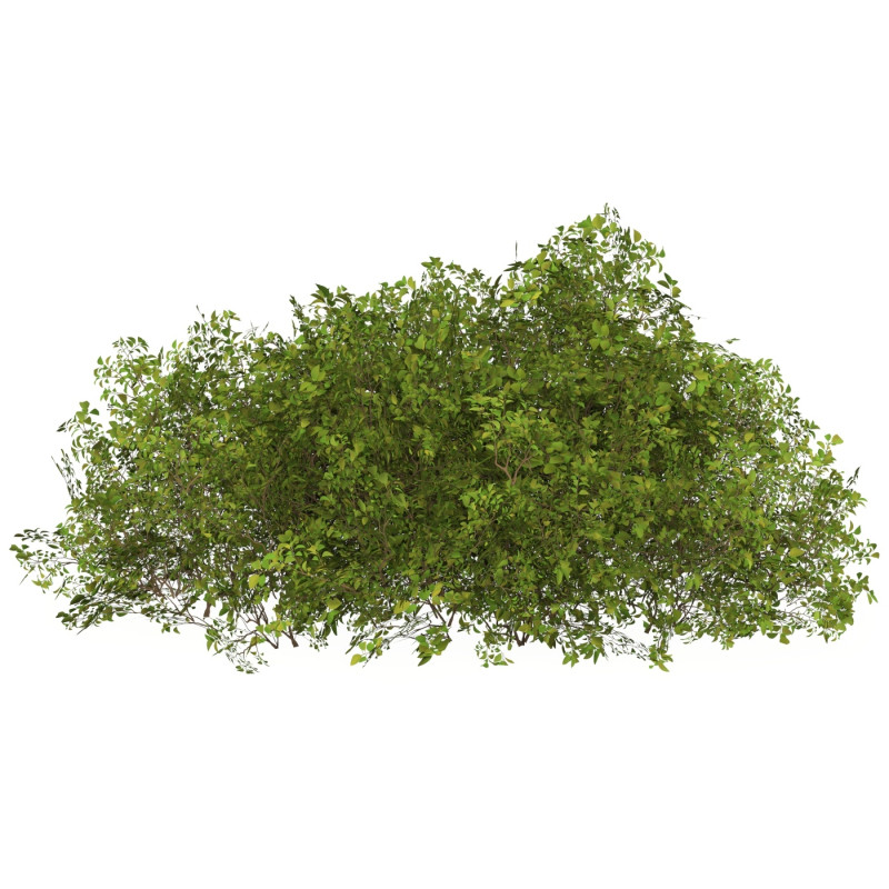 Game Ready Plant Bush 08 Modèle 3D .c4d .max .obj .3ds .fbx .stl .blend 