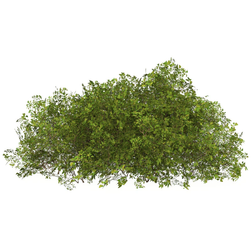 Game Ready Plant Bush 08 3D Model .c4d .max .obj .3ds .fbx .stl .blend 