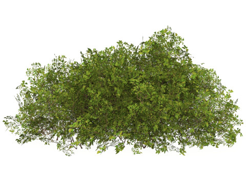 Game Ready Plant Bush 08 3D Model