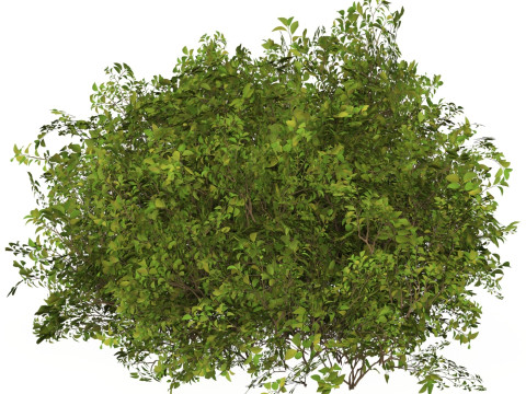 Game Ready Plant Bush 08 Modèle 3D