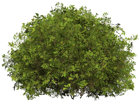 Game Ready Plant Bush 08 3D Model
