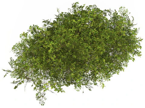 Game Ready Plant Bush 08 3D Model