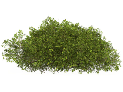 Game Ready Plant Bush 09 3D Model
