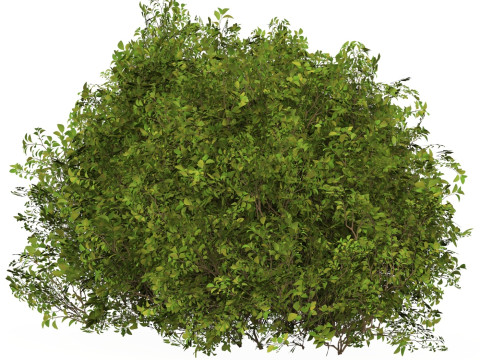 Game Ready Plant Bush 09 Model 3D