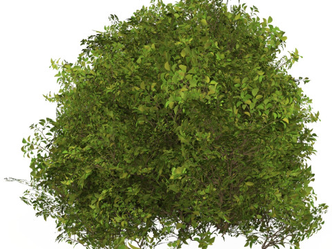Game Ready Plant Bush 09 Model 3D