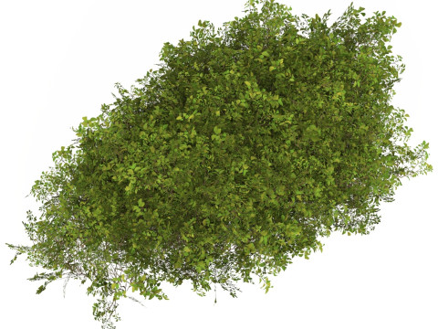 Game Ready Plant Bush 09 Model 3D