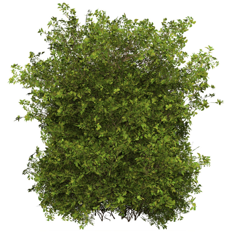 Game Ready Plant Bush 10 3D Model .c4d .max .obj .3ds .fbx .stl .blend 