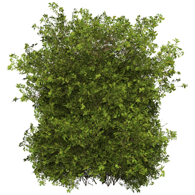 Game Ready Plant Bush 10 3D Model .c4d .max .obj .3ds .fbx .stl .blend 