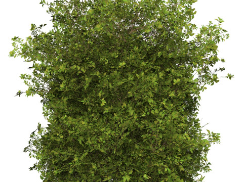 Game Ready Plant Bush 10 3D Model