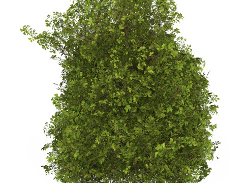 Game Ready Plant Bush 10 3D Model