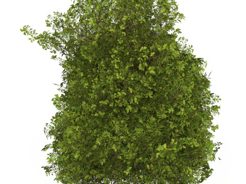 Game Ready Plant Bush 10 3D Model