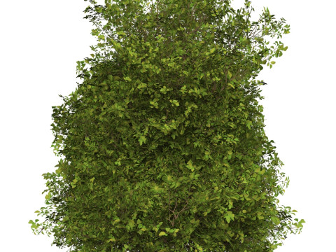 Game Ready Plant Bush 10 3D Model