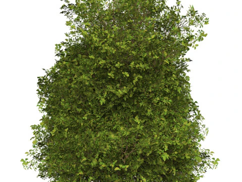 Game Ready Plant Bush 10 3D Model