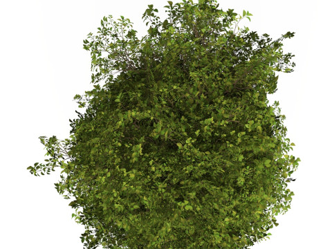 Game Ready Plant Bush 10 3D Model