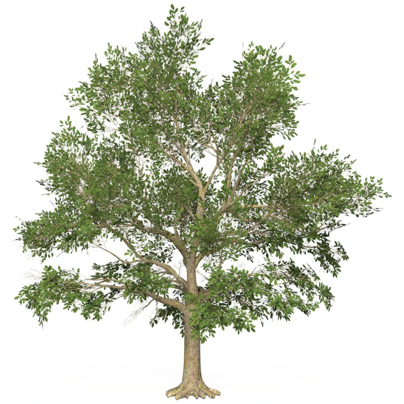 Game Ready Tree 45 3D Model .c4d .max .obj .3ds .fbx .stl .blend