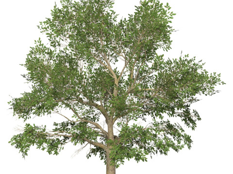 Game Ready Tree 45 3D Model