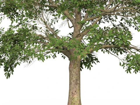 Game Ready Tree 45 3D Model