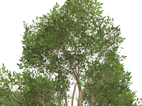 Game Ready Tree 45 Modello 3D