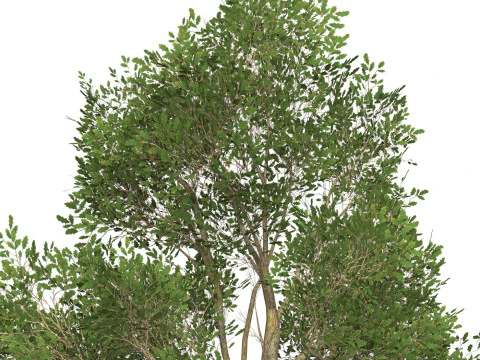 Game Ready Tree 45 3D Model