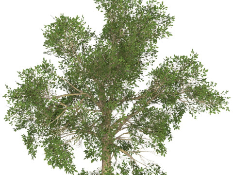 Game Ready Tree 45 Modello 3D