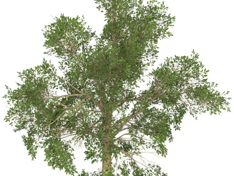 Game Ready Tree 45 3D Model