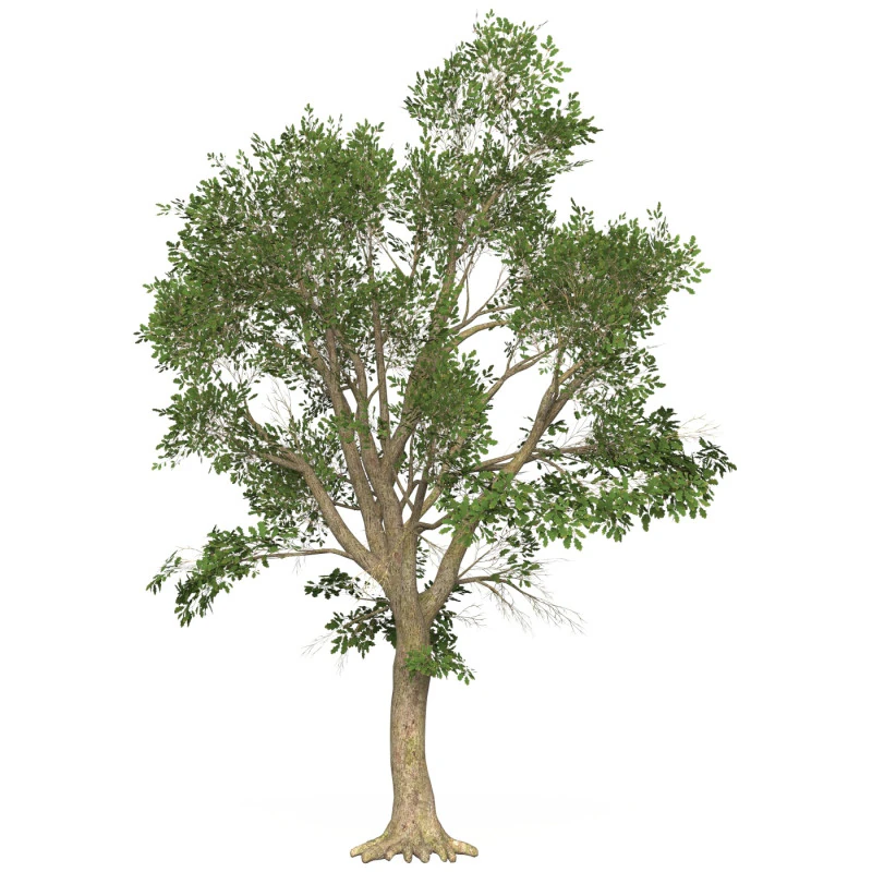 Game Ready Tree 46 3D Model .c4d .max .obj .3ds .fbx .stl .blend 