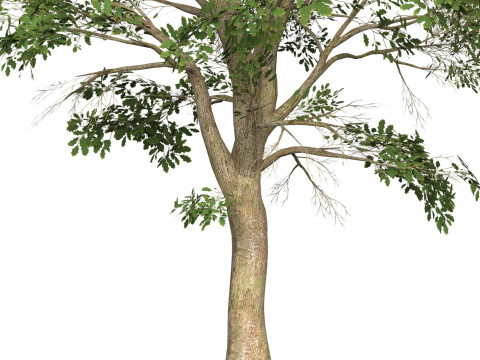 Game Ready Tree 46 3D 模型