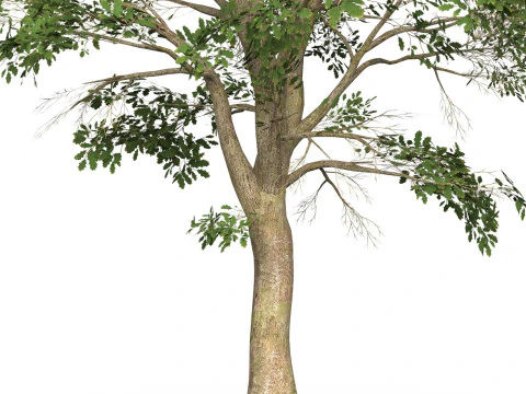 Game Ready Tree 46 3D Model