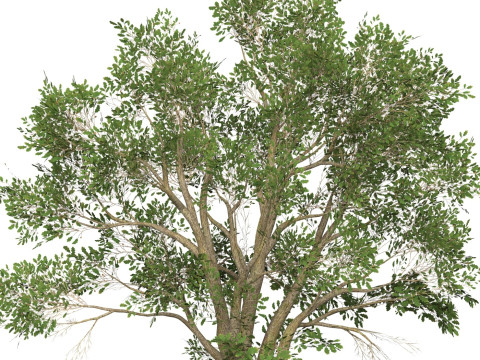 Game Ready Tree 46 3D 模型