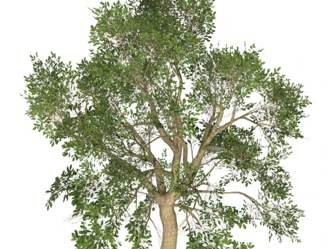 Game Ready Tree 46 3D Model