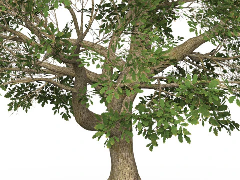 Game Ready Tree 47 3D Model