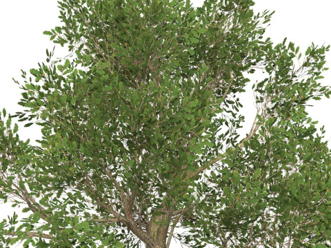 Game Ready Tree 47 3D Model