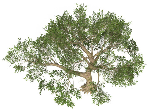 Game Ready Tree 47 3D Model